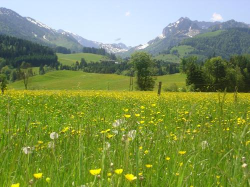 a field of yellow flowers with mountains in the background at Bio-Bauernhof Bachangerhof in Kössen
