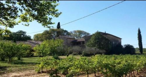 a house in the middle of a field of vines at Mas des Pelissiers Gîte in Sabran