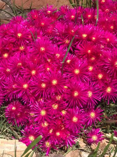 a bunch of pink flowers in the grass at Hotel Francia in San Rafael