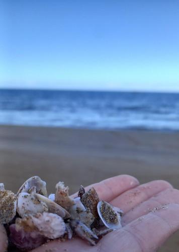 a person holding a bunch of oysters on the beach at Dedalos Beach n1 ground floor in Stalida