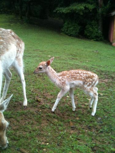 un bébé cerf debout à côté de sa mère dans l'établissement LE GîTE DES DAINES, à Lavans-lès-Saint-Claude