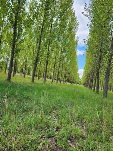 a row of trees in a field with green grass at Naturaleza & confort en Tunuyan, Mendoza in Colonia Las Rosas