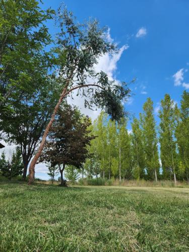 a tree in the middle of a field at Naturaleza & confort en Tunuyan, Mendoza in Colonia Las Rosas