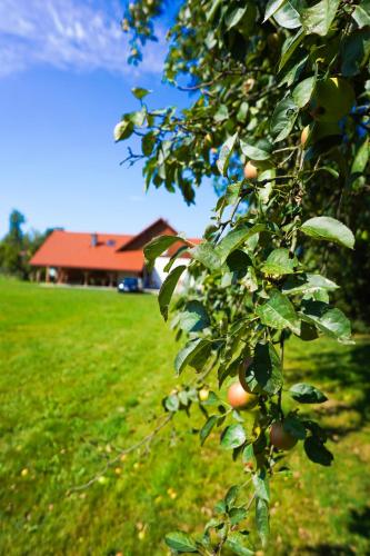 an apple tree in a field with a house in the background at Zakątek - Żabi Kraj in Mnich