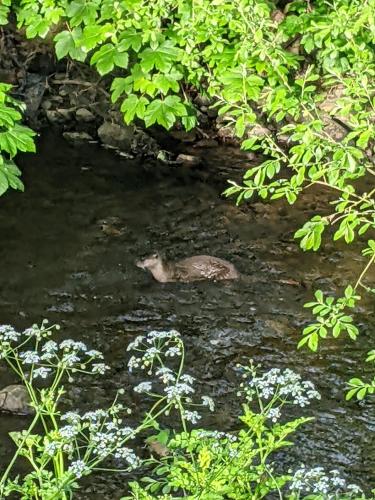 a animal laying in the water in a river at Otter view in Garthbeibio