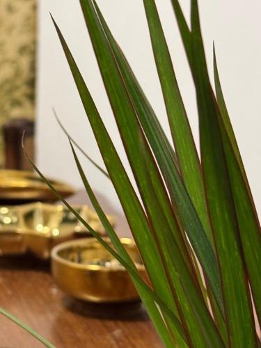 a plant sitting on top of a wooden table at Residenza Brancondi in Loreto