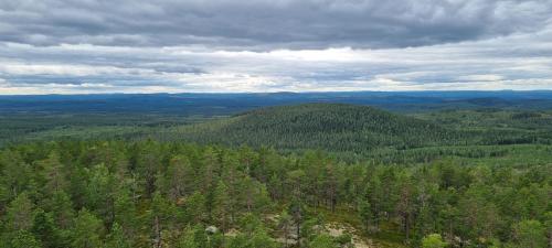 an aerial view of a forest of trees at Wild Power Guesthouse in Lycksele