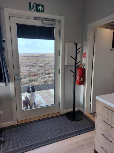 a dog is looking out the door of a caravan at Pálína Cottage studio in Selfoss