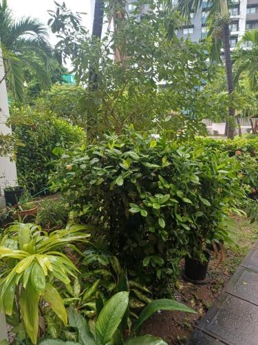 a garden with a bunch of green plants at The president room 5 minutes to Devon House 4 Waterloo Avenue Kingston in Kingston