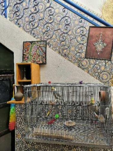 a bird cage with birds in it next to a wall at Yamna home in Agadir
