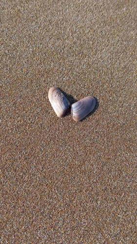 two seashells sitting in the sand on the beach at Dedalos Beach n1 ground floor in Stalida