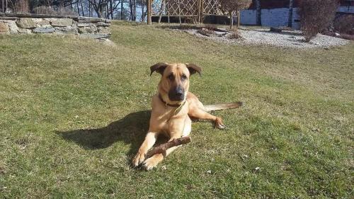 a brown dog laying in the grass in a yard at Apartment Odrlice in Senice na Hané