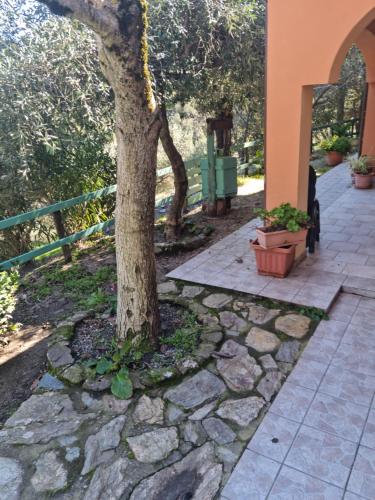 Un árbol en un camino de piedra al lado de un edificio. en Casa ticci, en Seùlo