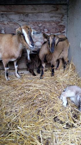 Animales en el apartamento o alrededores