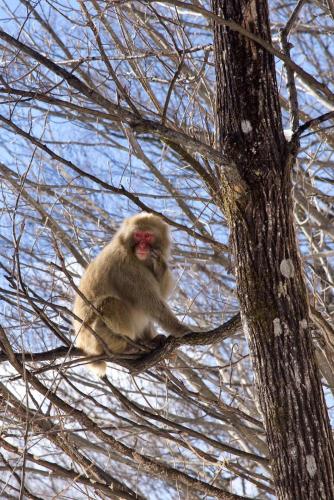 ホステルの敷地内または近くにいる動物