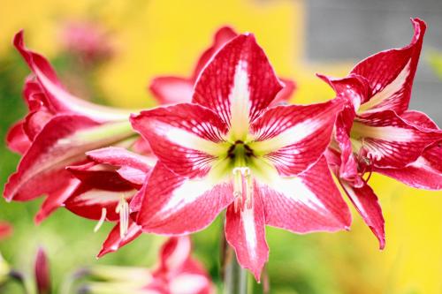 a close up of a red and white flower at El Santuario Ecolodge in Boquete