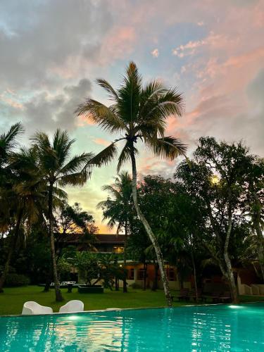 a palm tree and a swimming pool with a palm tree at Paradise Garden Beruwala in Beruwala