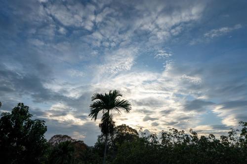 a palm tree in front of a cloudy sky at Diyaluma NAS Villa in Koslanda