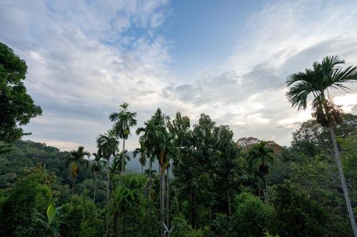 a group of palm trees in a forest at Diyaluma NAS Villa in Koslanda