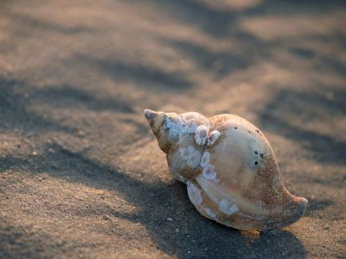 a shell sitting on the sand on the beach at Ambla in Nes