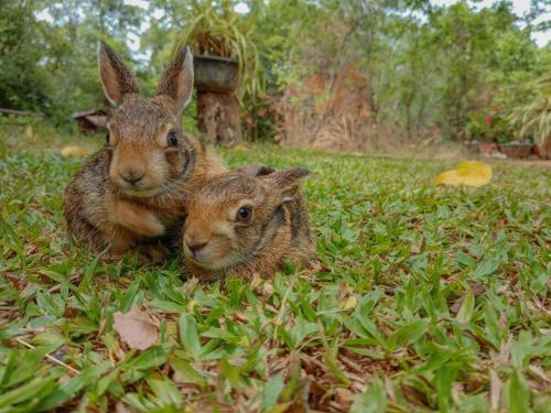 two rabbits are laying in the grass at Green land tree house sigiriya in Sigiriya