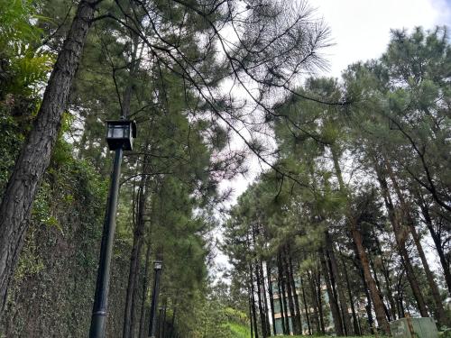 a street light in the middle of a forest at Crosswinds Nature View Suite in Tagaytay