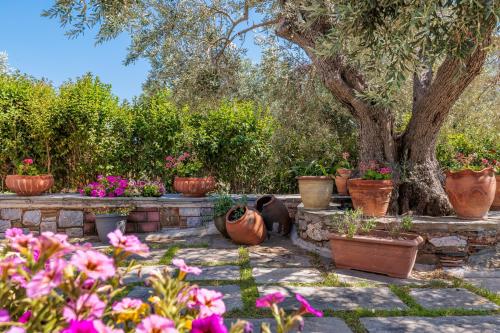 a bunch of potted plants in front of a tree at Aretousa - Deluxe Pool Apartment in Skopelos Town