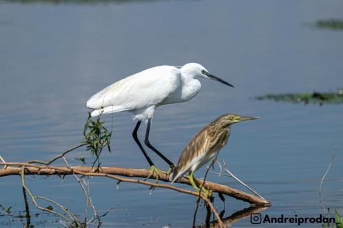 two white birds standing on a branch in the water at La Luca in Maliuc