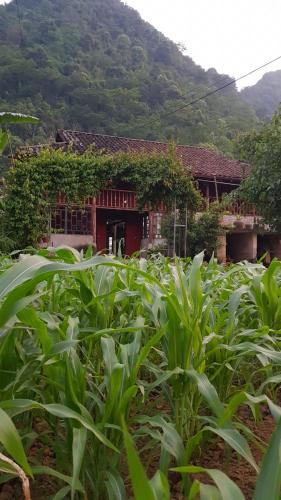 a house with a field of corn in front of it at Kim in Thổng Khào