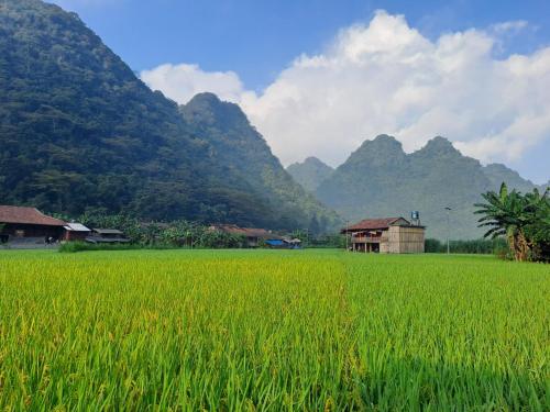 a field of green grass with mountains in the background at Kim in Thổng Khào