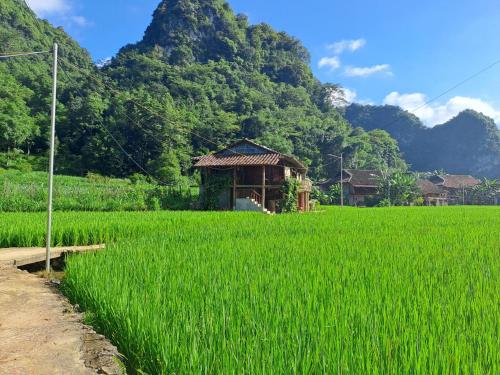 a field of green grass next to a hut at Kim in Thổng Khào