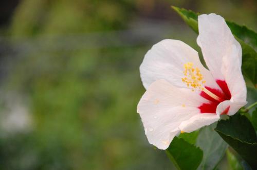 a close up of a white flower with a red center at Balay Tuko Garden Inn in Puerto Princesa City