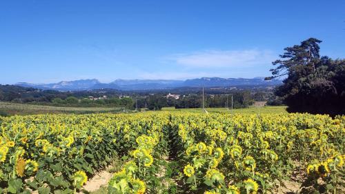 a large field of sunflowers in a field at Maison Les Chênes - Jacuzzi - Calme & Idéalement situé - Clim - Salle de Jeux - Parking in Sauzet