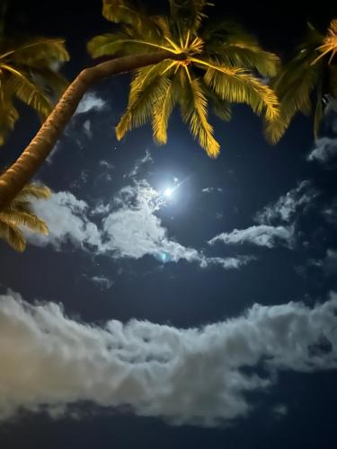 two palm trees with the sun in the sky at Nani Kai Hale in Kihei