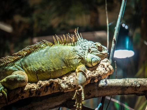 a green iguana sitting on a branch at Appartements im Freizeitpark Weissenhäuser Strand in Weissenhäuser Strand