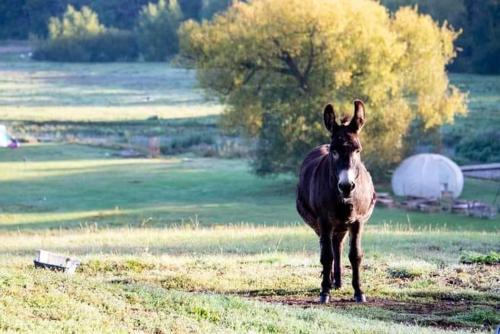 Zvířata v luxury tent nebo okolí