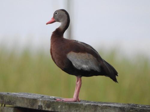 a bird standing on top of a wooden fence at The Lake House on Lake Rosalie in Lake Wales