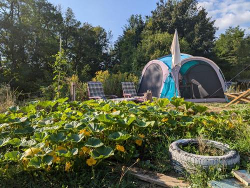 Φωτογραφία από το άλμπουμ του Koppány Pines Rewild Escapes - Wild Bell Tents σε Koppányszántó