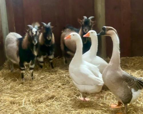 a group of ducks and goats in a barn at Agriturismo Il Boschetto in Ornago