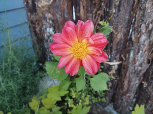 a pink flower on the side of a tree at Wahapo Lodge in The Forks