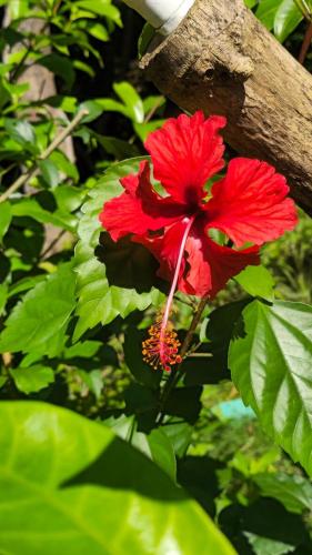 a red flower on a branch with green leaves at Susanne's Bungalow de Casa Felicidad in Paquera