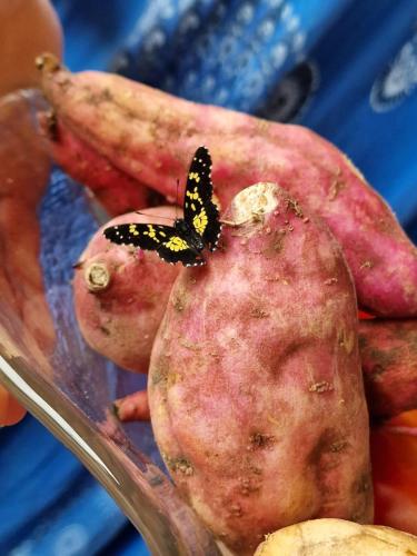 a butterfly is sitting on a piece of food at Susanne's Bungalow de Casa Felicidad in Paquera