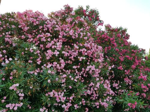 a bunch of pink flowers in a bush at Stylish Apt TERINA - Le Lincelle, Lamezia - bright, spacious, elegant and with terrace in SantʼEufemia Lamezia