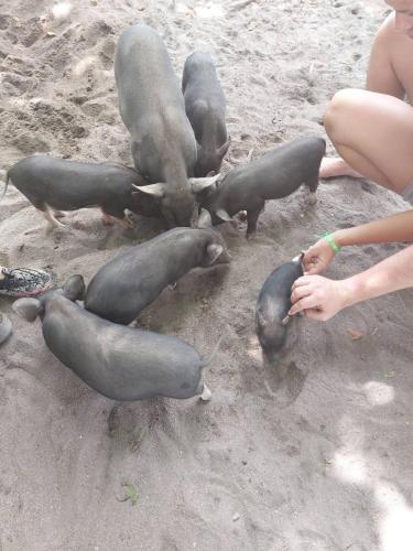 a group of gray seals on the beach at Bonny Hotel 4 Floors No Elevator in Lamai
