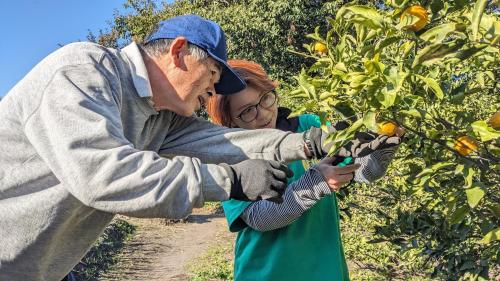 a woman and an older man picking oranges from a tree at 火口に最も近い桜島のゲストハウスikoてらす in Kagoshima
