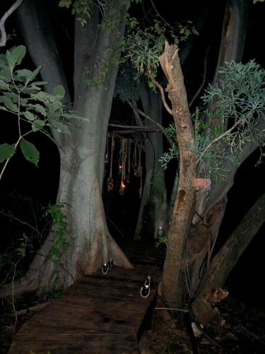 a group of trees with lights hanging from them at Klein Eden Forest in Rustenburg