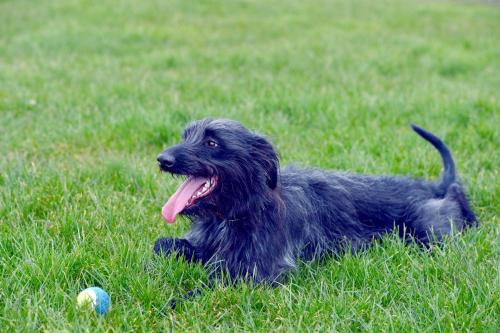 a black dog laying in the grass with a ball at Lagavulin 3 in Portpatrick