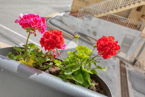 two red flowers in a pot on a balcony at Cozy Apartment minutes to seafront in Kalkara