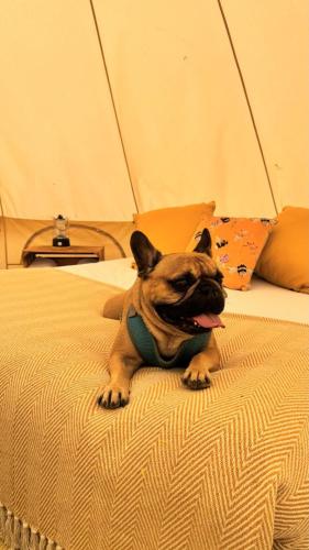 a small dog sitting on top of a bed at Glamping Bell Tent - Cheshire Countryside in Church Minshull