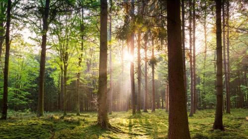 a forest with the sun shining through the trees at VELUWE CHALET HOENDERLOO Private Jacuzzi, Park Swimming Pool and Children's Entertainment in Hoenderloo